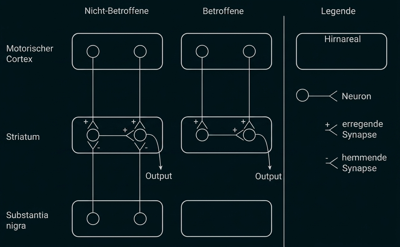 Diagramm: Motorischer Cortex, Striatum, Substantia nigra; Vergleich Nicht-Betroffene vs Betroffene; Synapsenlegende.